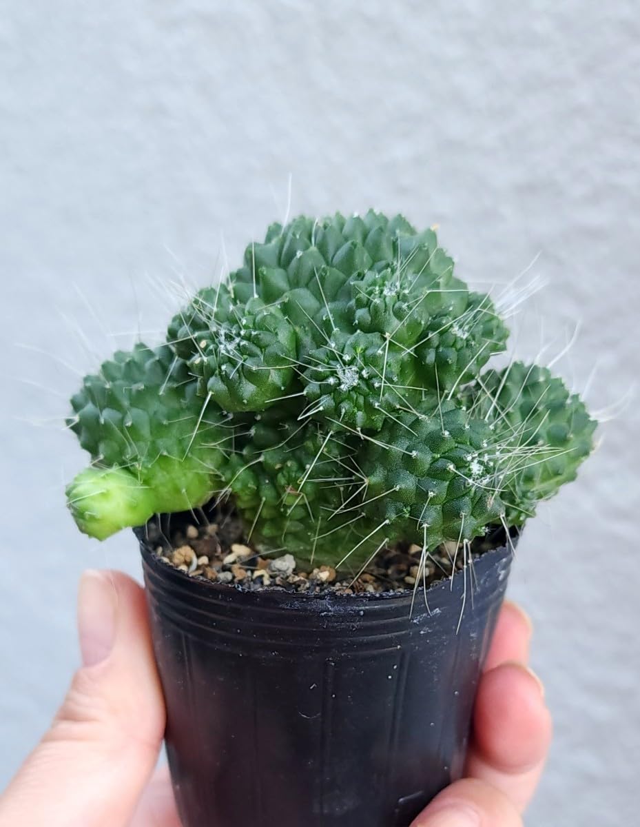 Amazon.co.jp: マミラリア ピコモンスト サボテン 多肉植物 苗 : おもちゃ