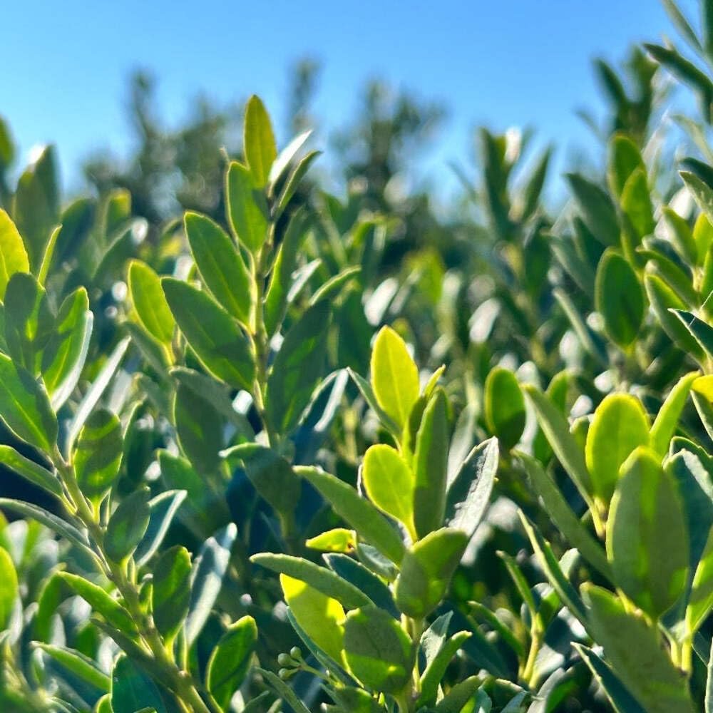 Hoogendorn Holly, 3 Gallon, Evergreen Shrub, Dark Green