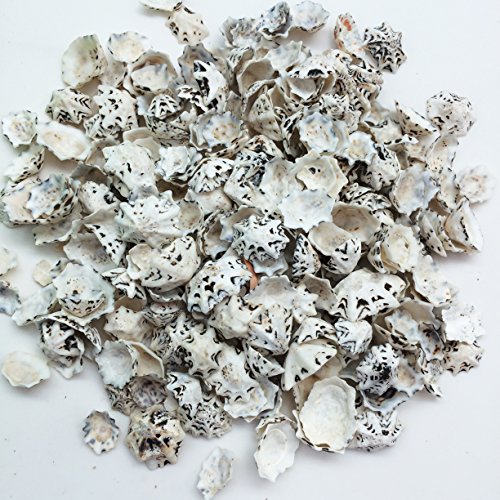 Pepperlonely Star Limpets Sea Shells, 8 Oz 300+Pc Shells, 1/2 Inch ~ 1 Inch #TOP2