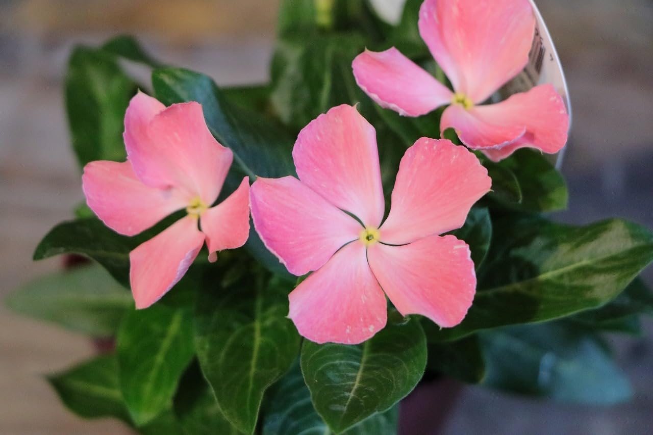 ひさc花 Amazon.co.jp: ニチニチソウ 紅ざくら 3号ポット苗 1株販売 ビンカ