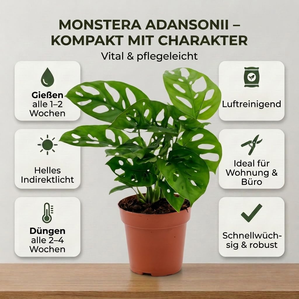 Monstera adansonii Monkey Leaf Approx. 25-30 cm Bolivia | Ubuy
