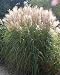 10 SILVER MAIDEN GRASS Miscanthus Sinensis Perennial Flower Seeds *Comb S/H
