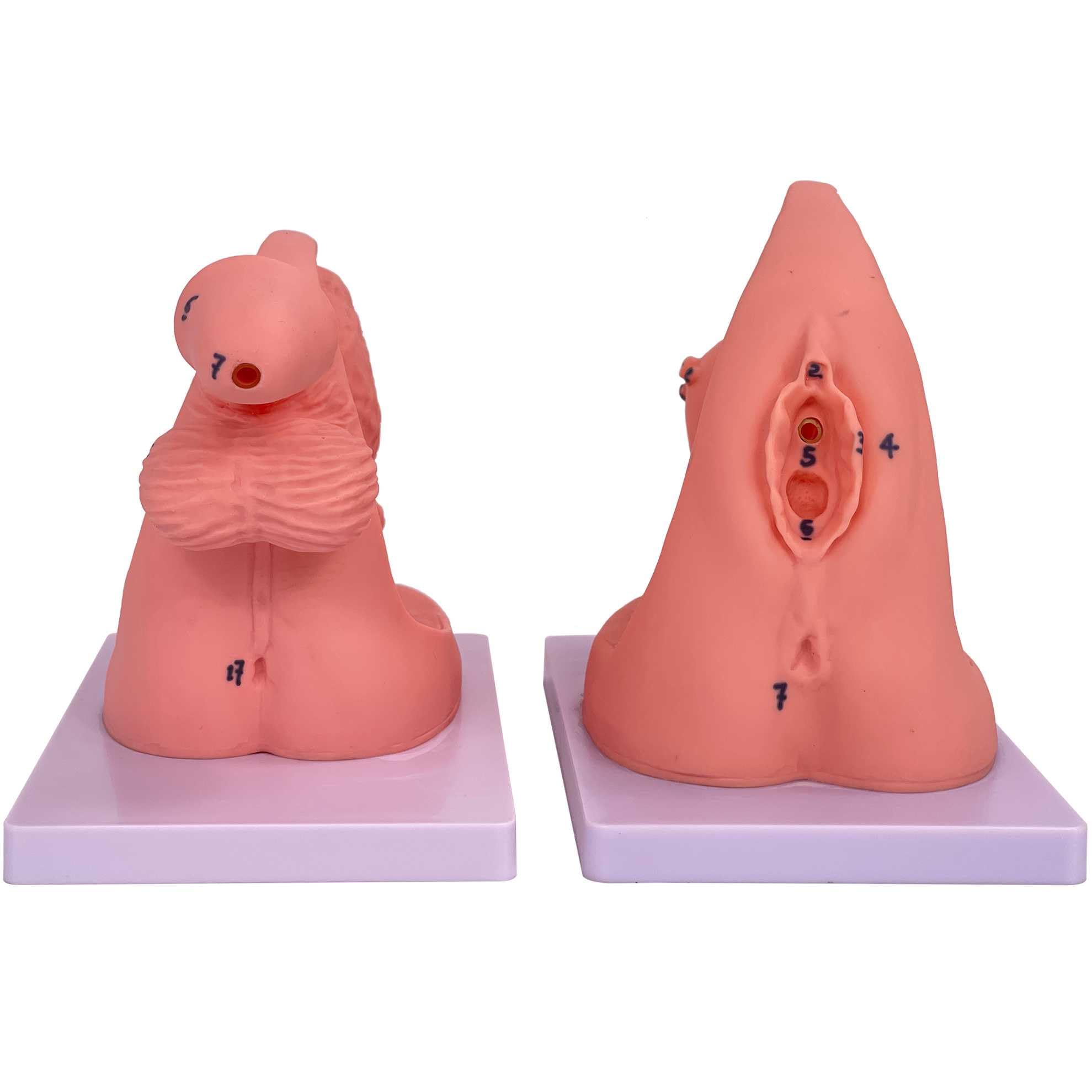 Mannequin urologique et modèle de cathéter AMITD pour écoles de soins et universités