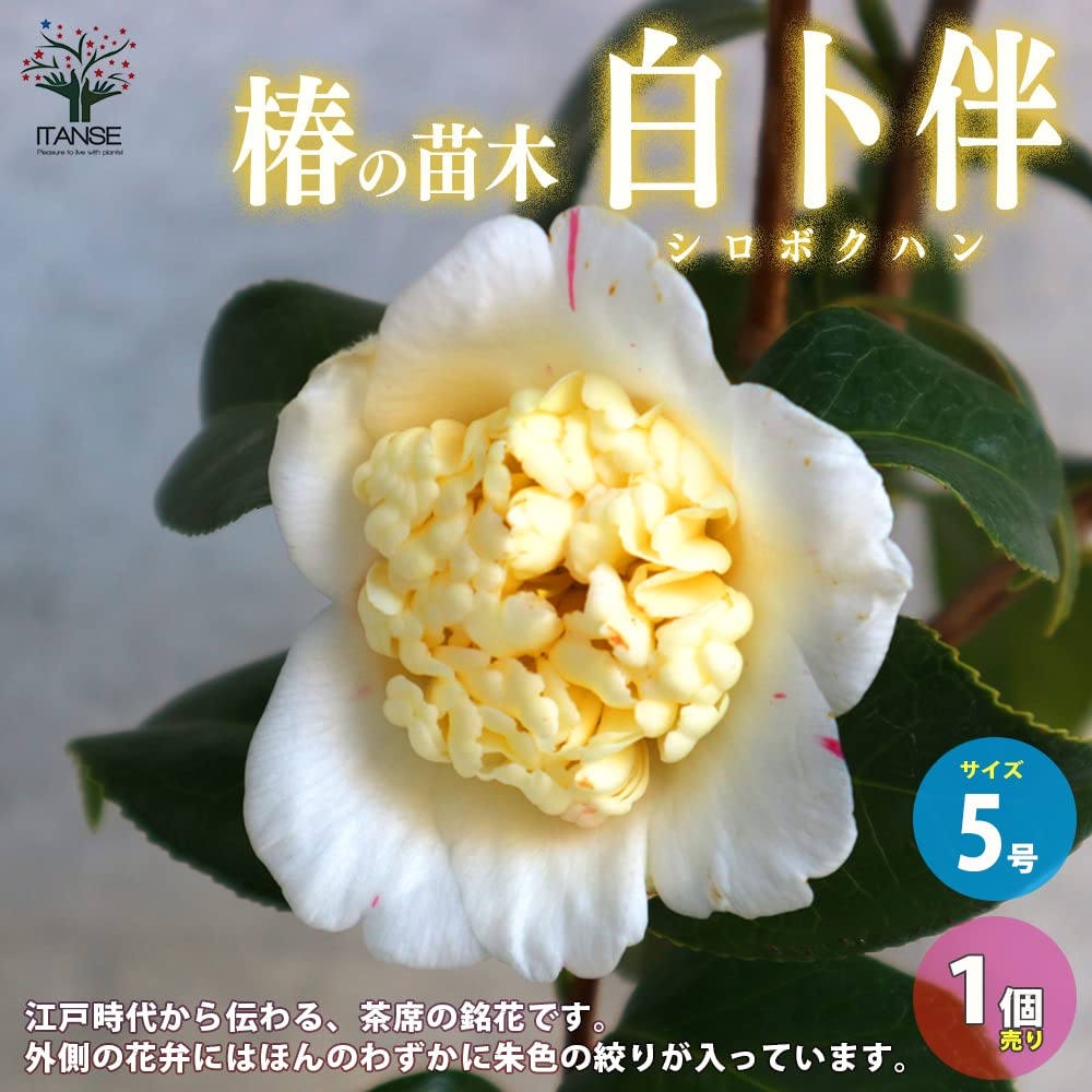椿　紅ト伴(べにぼくはん）、白侘介金魚葉椿の2種2鉢　蕾沢山 宅急便そのまま発送 椿(ツバキ)の苗木 品種:紅卜伴(ベニボクハン) 【庭木 4～4.5号ポット苗