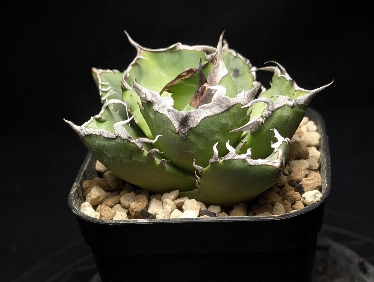 Amazon.co.jp: アガベ チタノタ 