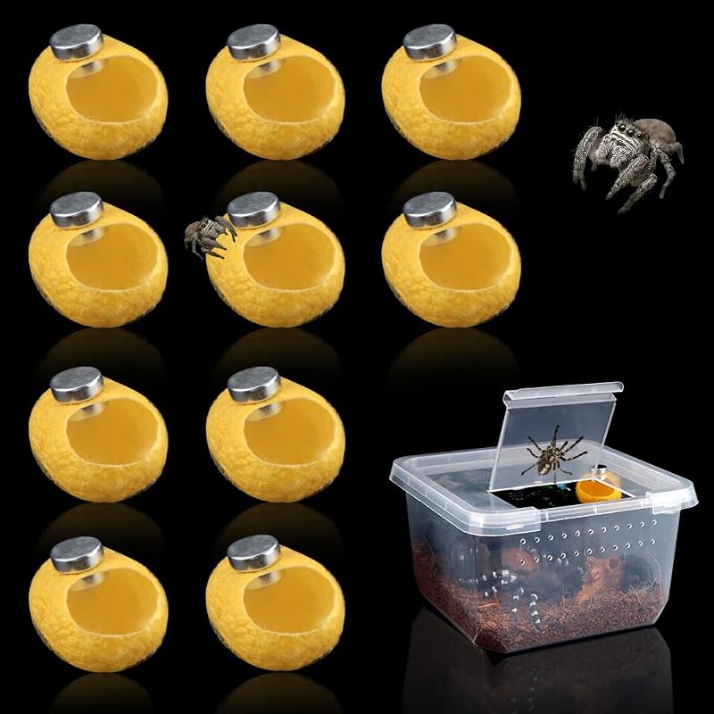 Esconderijo para Aranha-Saltadora com Casulos de Seda e Ímãs DQITJ Amarelo, Pacote com 10