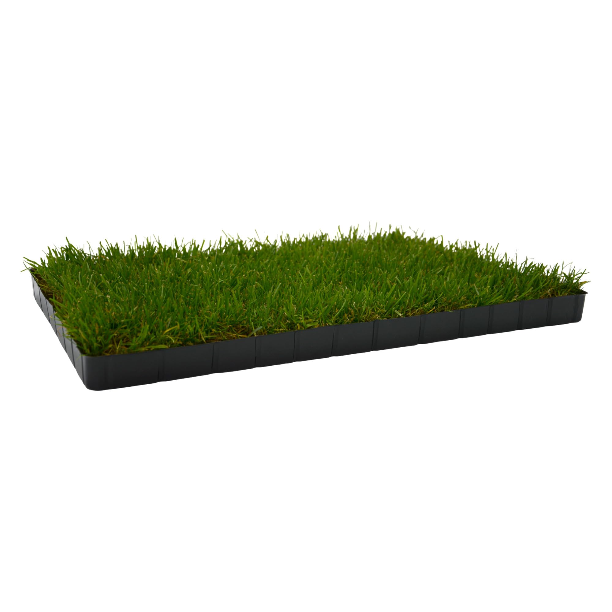 UNUS Katzengras gewachsen echtes Gras Katzenwiese in Kunststoff-Schale 58x38cm für drinnen und draußen
