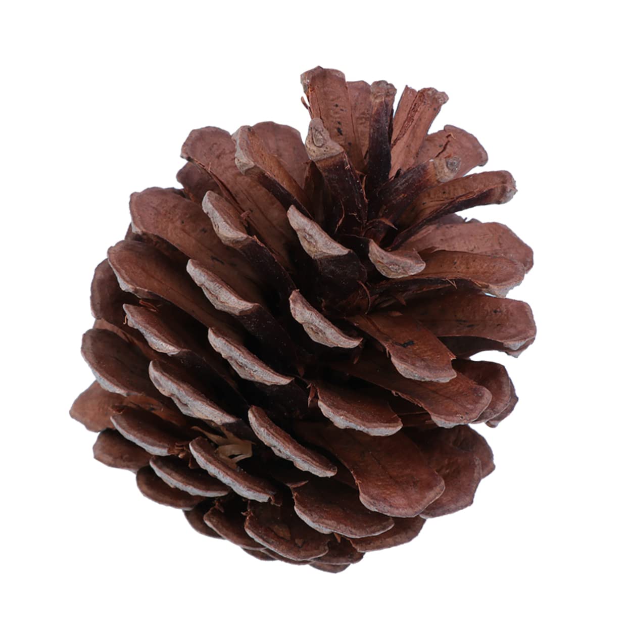 Gatuida 50 pezzi Naturali per Decorazioni Natalizie per Natale Feste e Decorazioni Domestiche Materiale Resistente per Uso Ripetuto