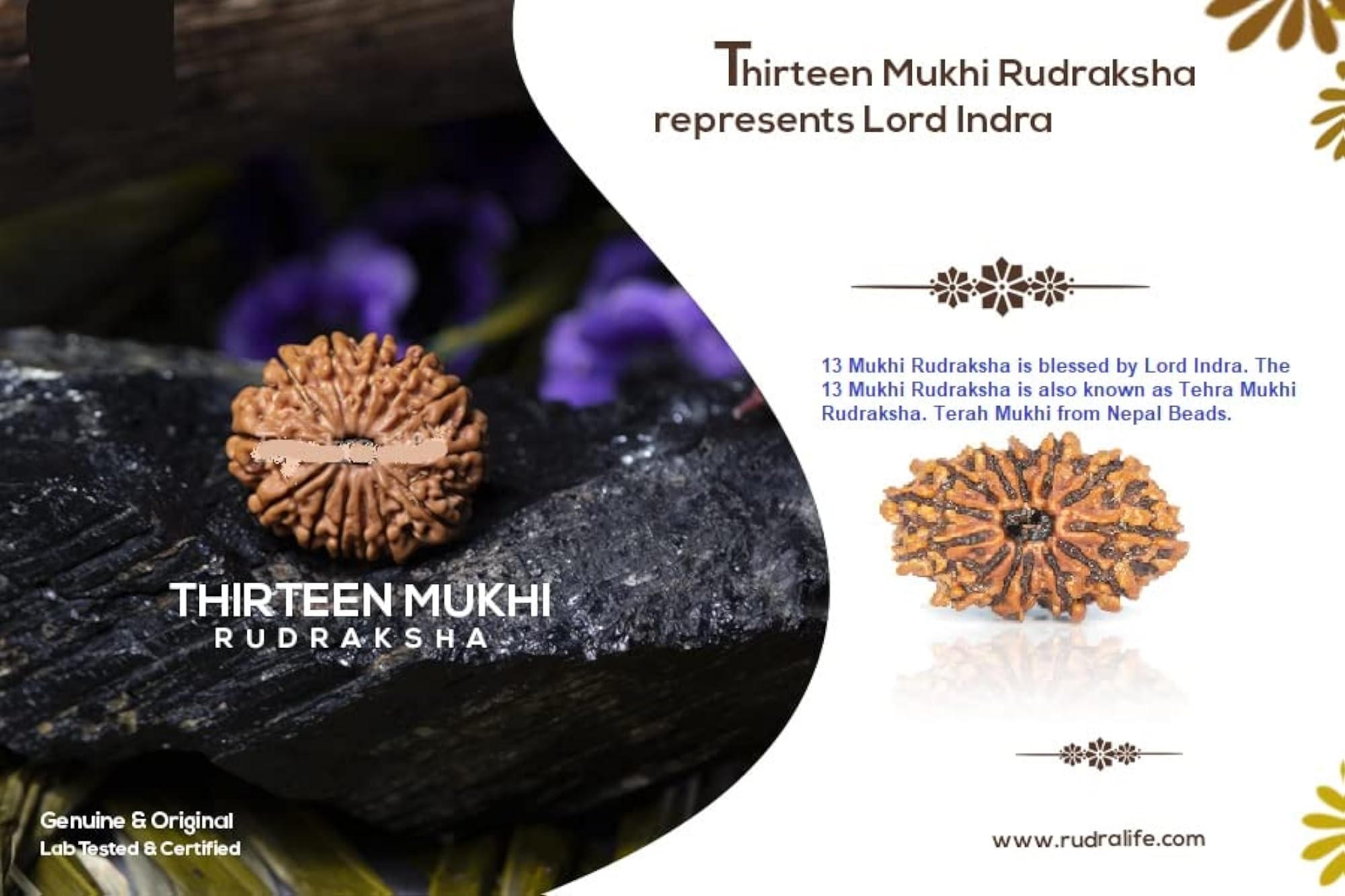 13 Mukhi Rudraksha Pendant, Original Certified