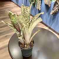 Billbergia 'Kolan man'〔ビルベルギア〕B0287 Billbergia 'Kolan Snowman'〔ビルベルギア〕B0287 - メルカリ