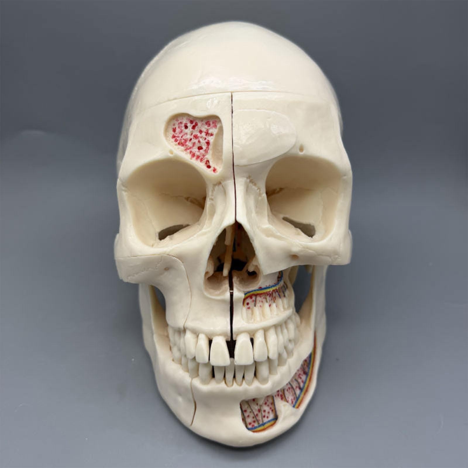 Modello anatomico del cranio umano per l'odontoiatria - 10 parti staccabili per uno studio dettagliato di arterie, vene e sistema neurologico | Perfetto per lo studio di anatomia e fisiologia