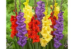 Gladiolus Bulbs for Planting Outdoors: 20 Mixed Colors - Sword Lily
