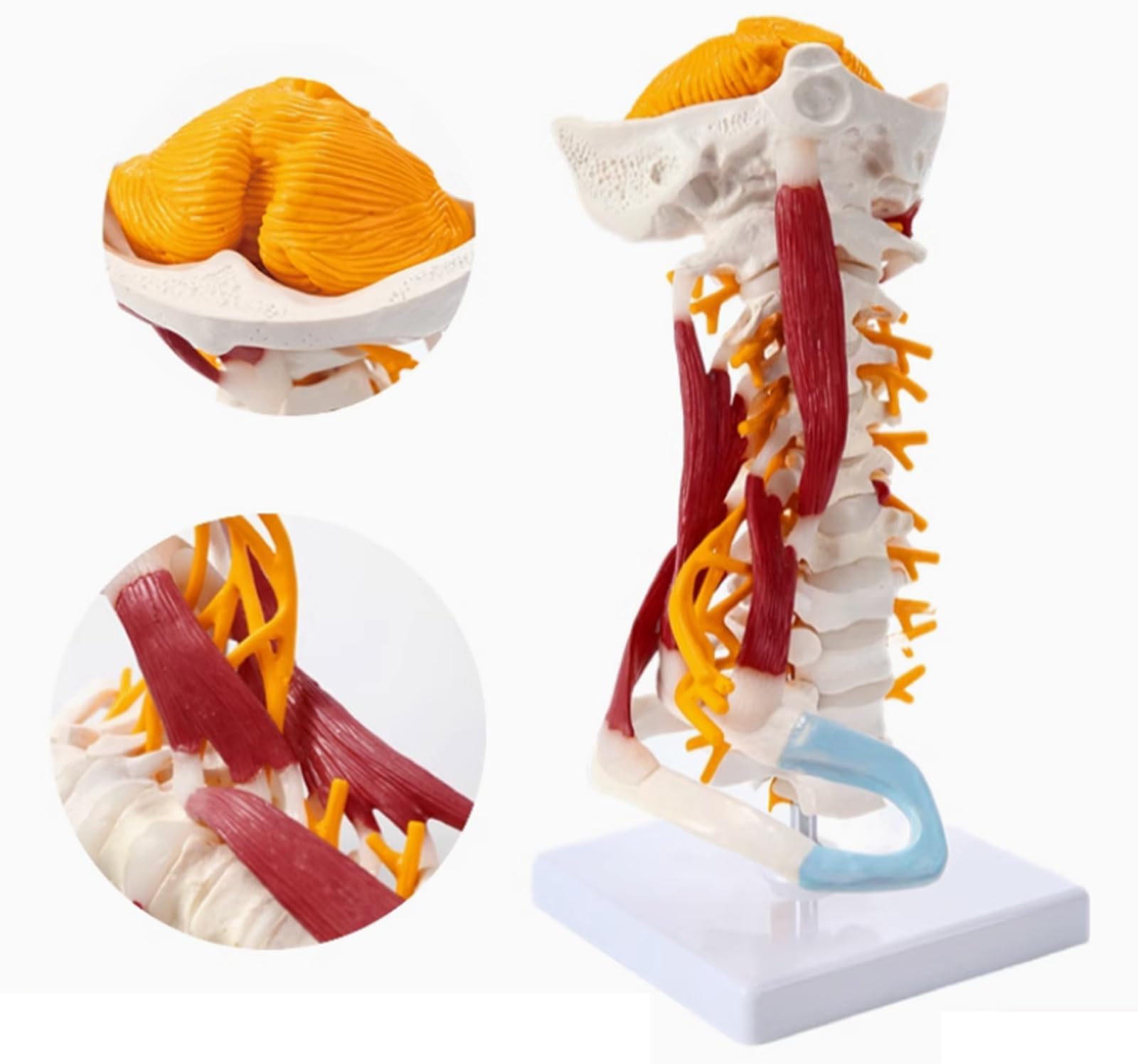 Effects and Hazards of Opioids Folding Display