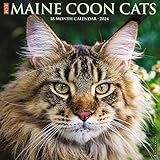Willow Creek Press Maine Coon Cats Monthly 2024 Wall Calendar (12' x 12')