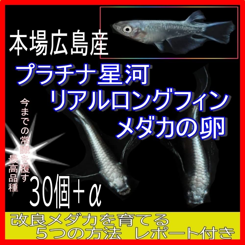 プラチナ星河ロングフィン プラチナ星河 リアルロングフィン 特別価格にて販売します！紅灯