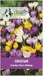 5 Bulbes de Crocus Vernus – Mélange de Crocus à Grandes Fleurs – Hérauts du Printemps, Couleurs Assorties