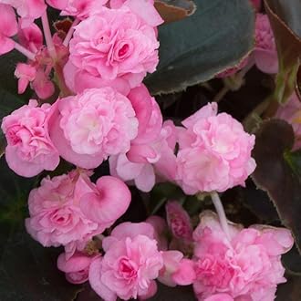 Geranium Imported Flower Seeds For Home Gardening | Pack Of 50 To 70 Seeds (Pink)