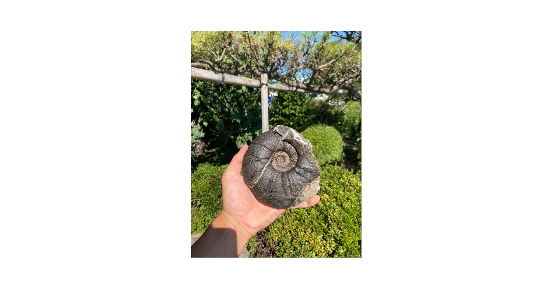北海道　アンモナイト　希少種・キャナドセラス　化石　恐竜　/アウトドア 北海道 アンモナイト 希少種・キャナドセラス 化石 恐竜 /アウトドア