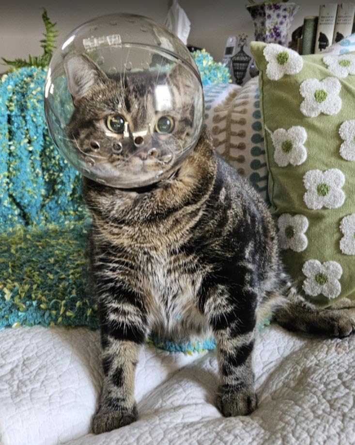 Cat Transparent Muzzle Astronaut Helmet