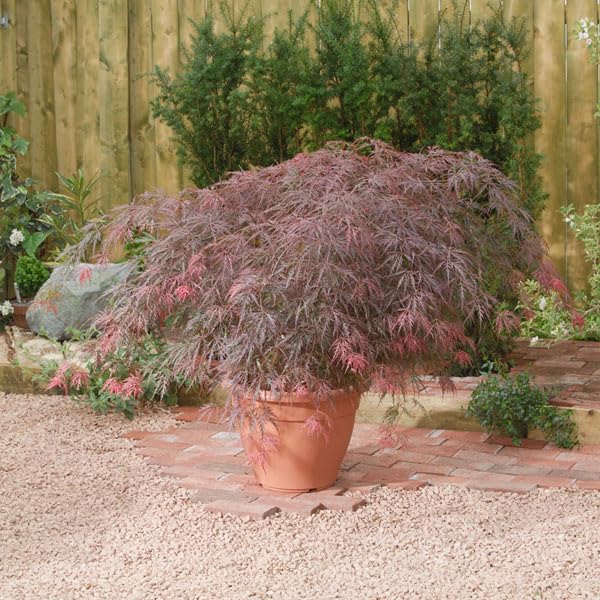 Acer palmatum Dissectum Garnet Japanese Maple Tree - Deep Purple Lacy Foliage - 7.5 Litre Pot x 1 - Thompson & Morgan