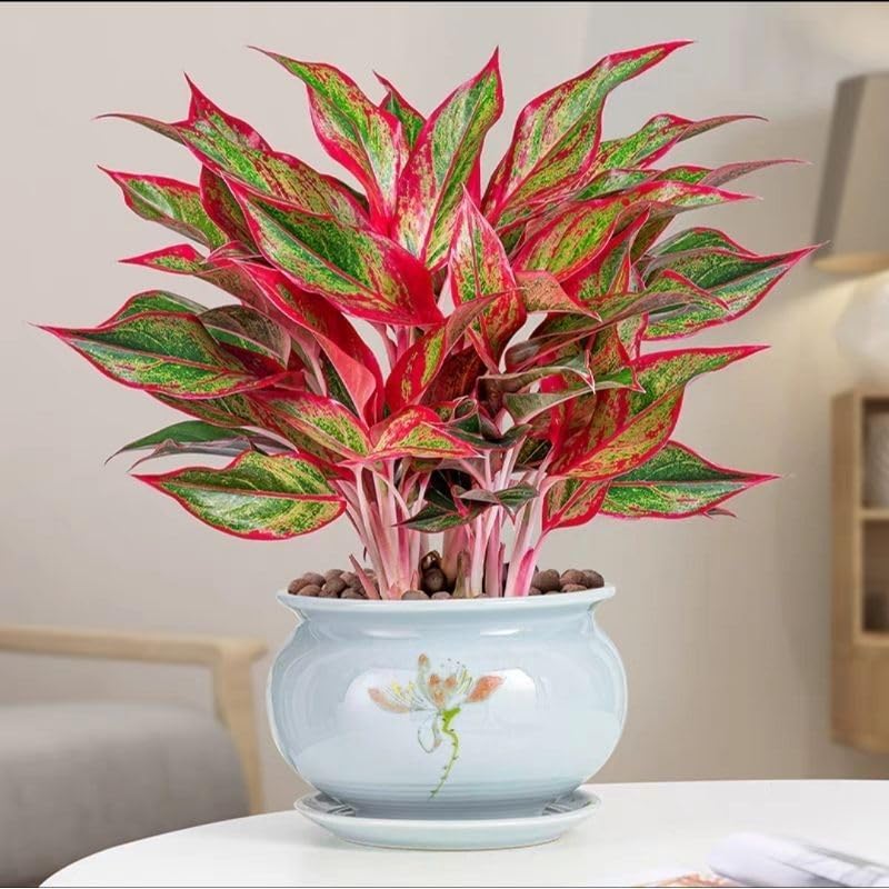Aglaonema Siam Aurora Red Lipstick Live Plant | Easy Care Indoor Ornamental Plant (pack of 1)-image-36