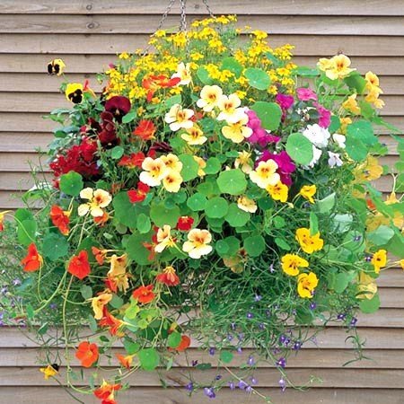 Afflorance Nasturtium Jewel of Africa Mix Flower Seeds-picture-12