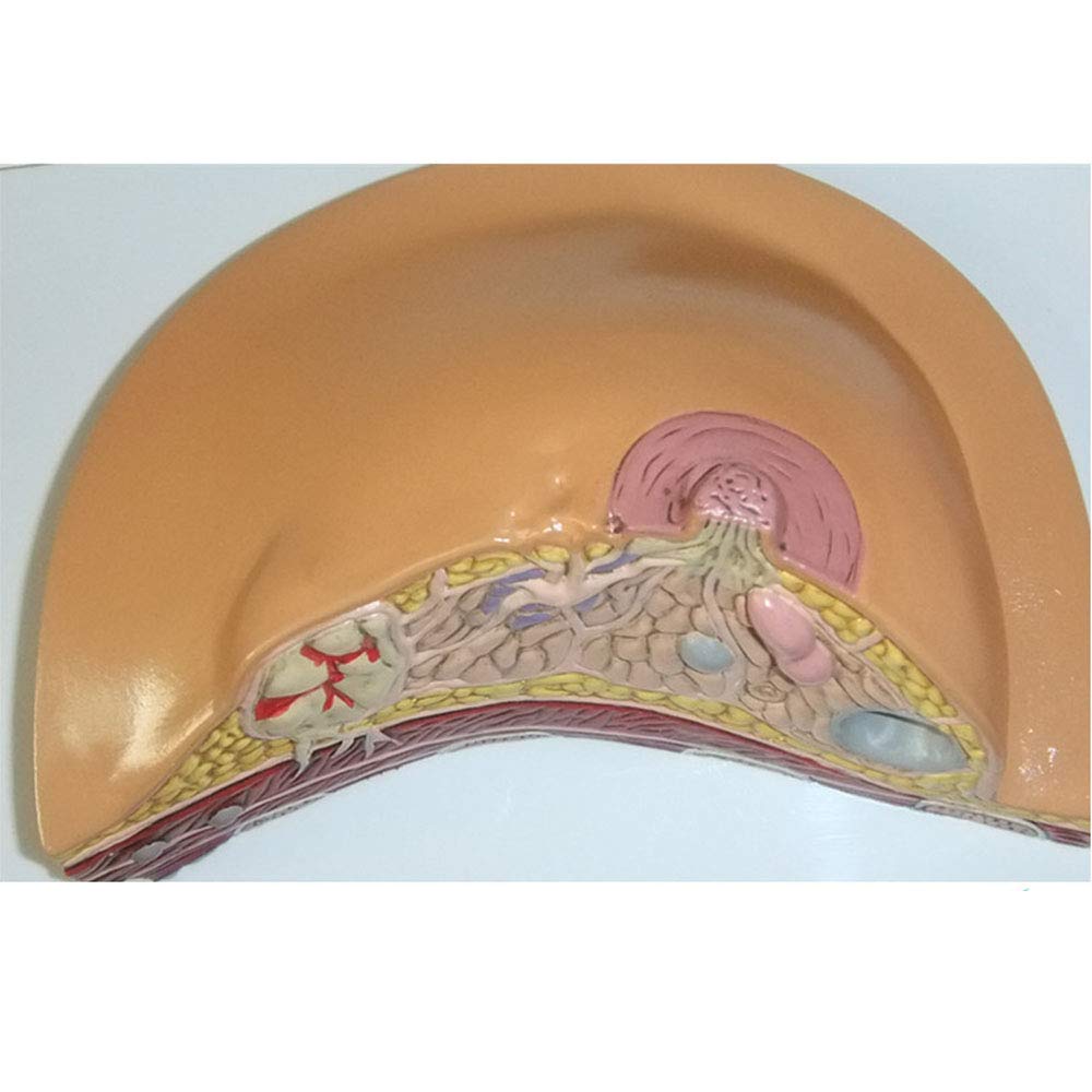 Model Struktura piersi Model anatomiczny Naturalny duży Używany do... ，Modele biologiczne