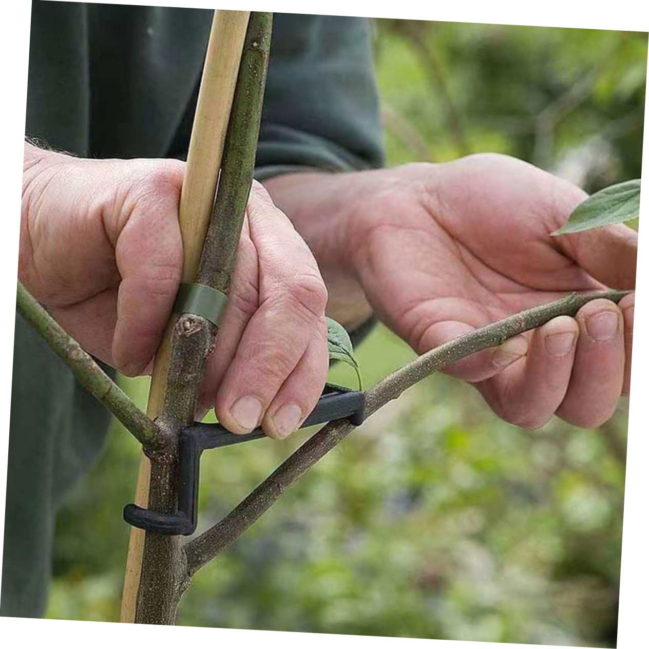 INOOMP 50stücke Teiliges Pflanzenzweig Spreizer Verstellbare Clips Zur Unterstützung Von Pflanzen Für Effektives Biegen Und Formen Von Obstbäumen Und Gartenpflanzen