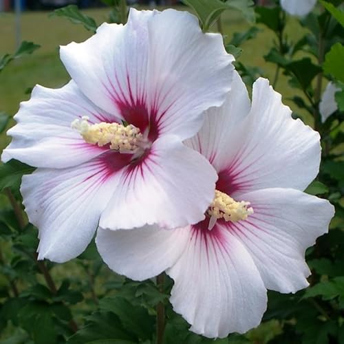 Miniatura 3 de Planta viva de rosa blanca de Sharon, plantas de hibisco Althea de 6 a 12 pulgadas de alto en maceta de cuarto de galón, planta de hibisco