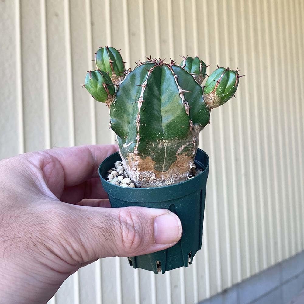 Amazon.co.jp: ユーフォルビア ハンディエンシス 2号 *0743 : ホーム