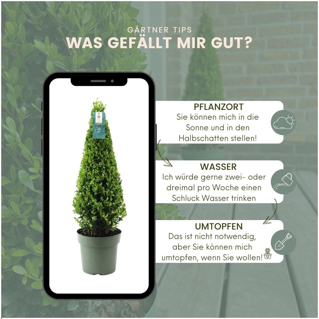 Echte Stechpalme Pyramide Ilex Crenata 'Jenny' 22 cm Ø 55 cm Hoch Buchsbaum Ersatz