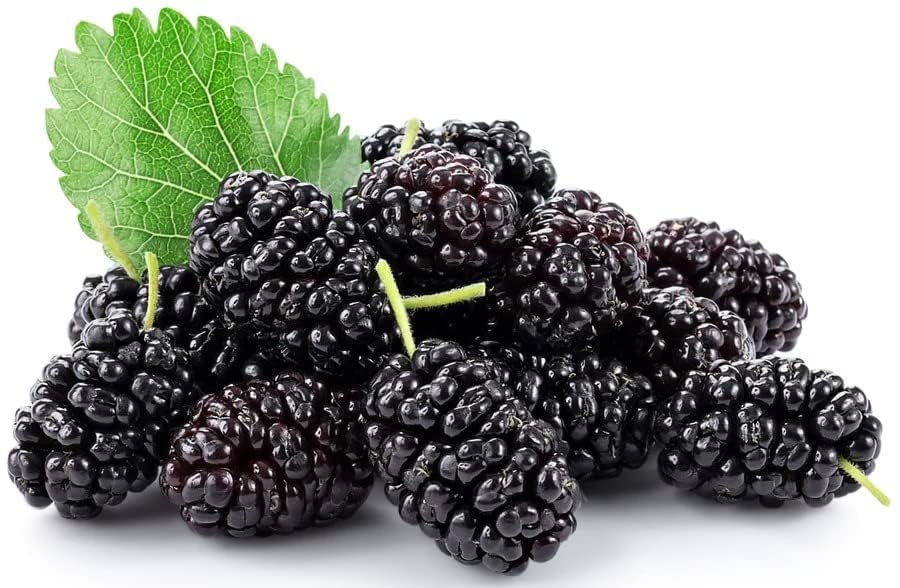 Image of Black Mulberry /Shahtoot Plant Bearing Fresh&Healthy |Must-Have Sweet Layering /Grafted For Gardeners |Live Hybrid Plant | All Season Rare Tropical Tasty Fruit Tree (MULBERRY PLANT)