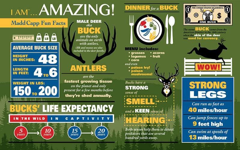 Miniatura 4 de Madd Capp Rompecabezas - I AM Buck - 550 piezas - Rompecabezas en forma de animal