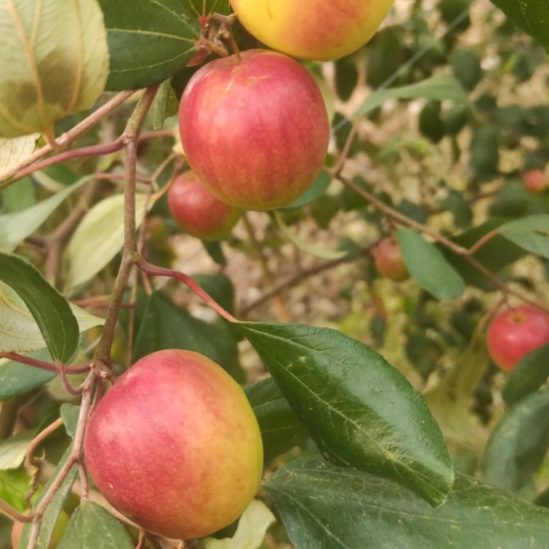 Nursery Live Rare Apple Ber Fruit/Jujube Fruit (" Miss India, Grafted Hybrid) Exotic 1 Live Fruit Plant