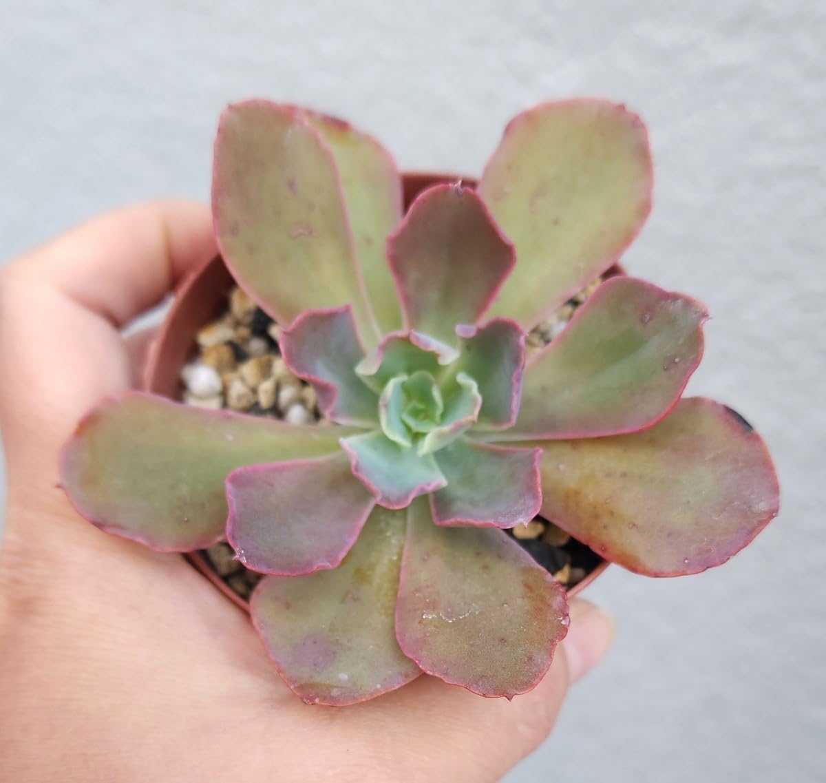 多肉植物❤️ プリンセスパール ❤️1頭19cm!拔き苗!セダム おまけ 多肉植物❤️ プリンセスパール ❤️1頭19cm!拔き苗!セダム おまけ