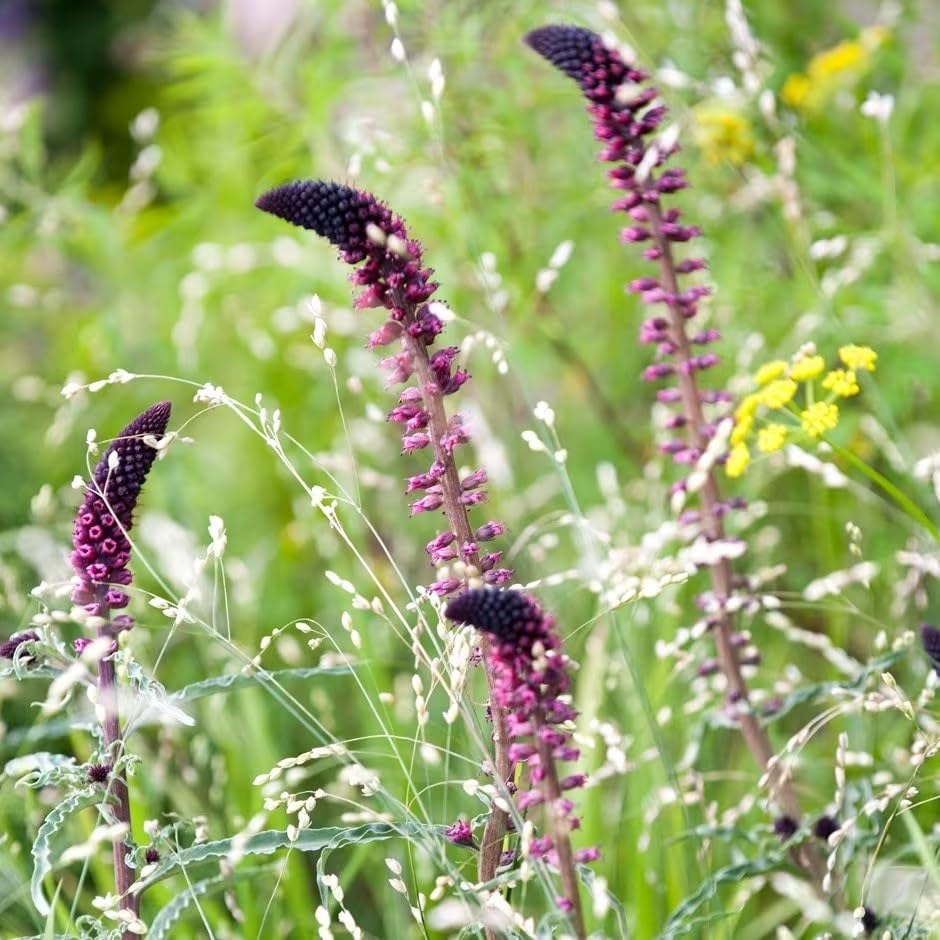 Plant Theory 9cm Pot Lysimachia Atropurpurea Beaujolais Loosestrife Perennial