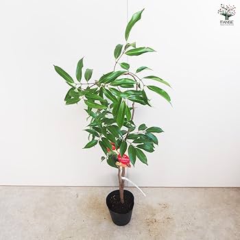 Amazon.co.jp: ITANSE ライチ ジャカパット 4号 1個売り 品種で