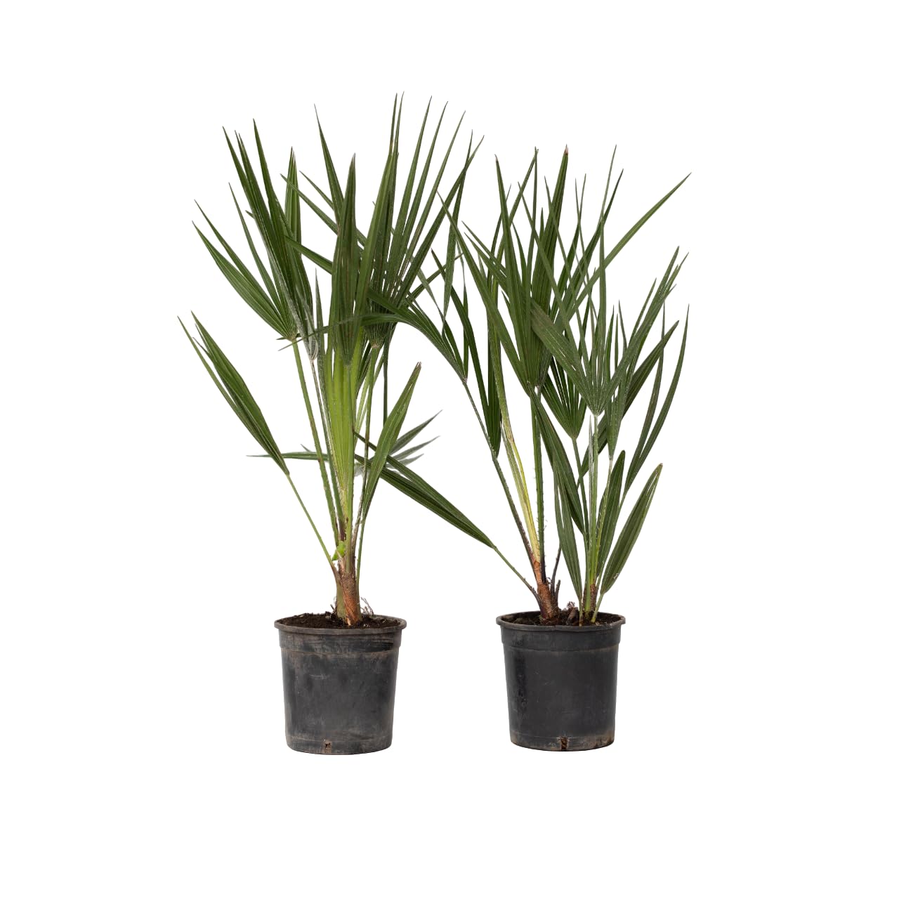 Plant in a Box - Chamaerops Humilis -Set di 2 - Palma a ventaglio europea - Resistente - Vaso 15cm - Altezza 50-60cm