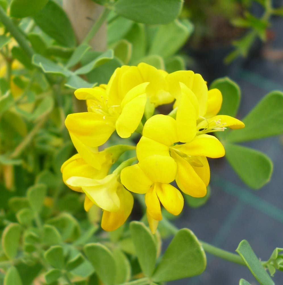 Semillas de Coronilla (Coronilla Valentina Glauca) (100 gr / 10.000 Semillas)