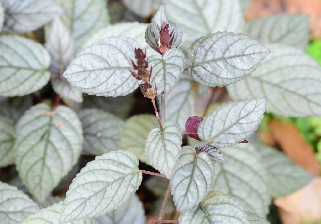 Creative Farmer Murikootti (Hemigraphis Colorata) Red-Flame Ivy Are Medicinal Plant Murikooty, Colorata, Vranaropani Ivy 1 Healthy Live Live Plant (Healthy Live Plant)