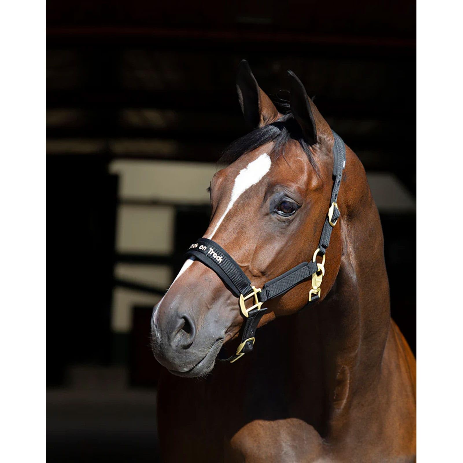 Back on Track Halter Werano Full Black (20640003)