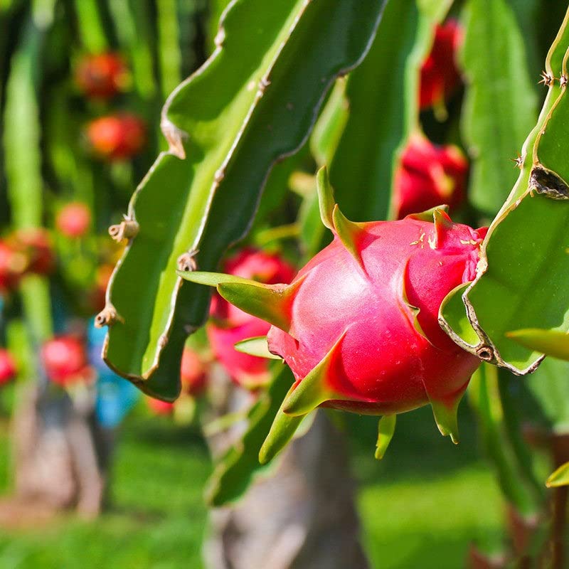 Dragon fruit live plant hybrid red (Pack of 2) (B0BYFJ8R4M) Amazon Price History, Amazon Price Tracker