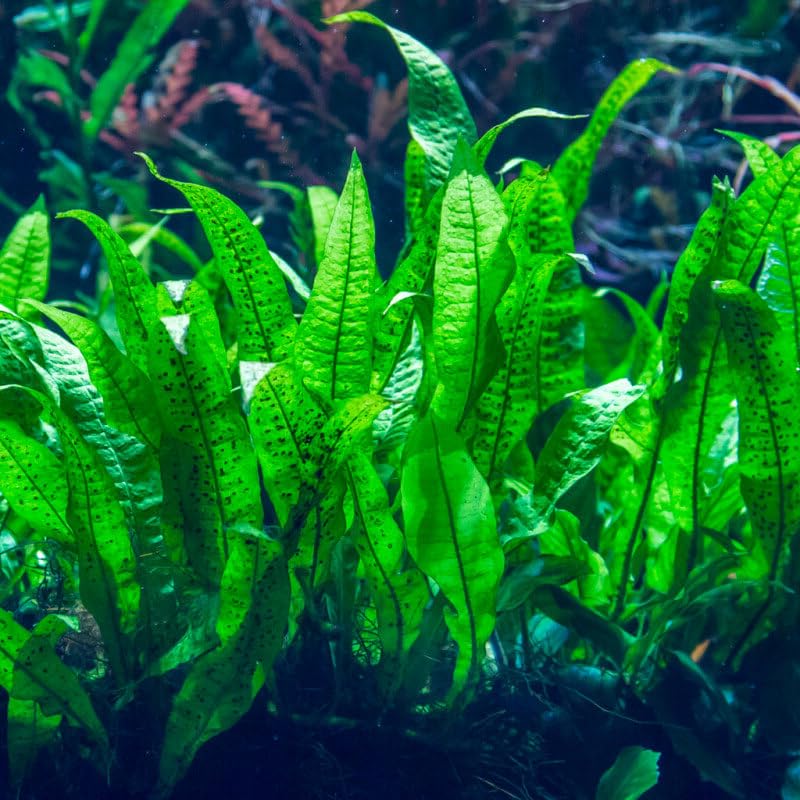 3 lot Microsorium fougère de Java plante aquarium pour roche/boit très résistantes