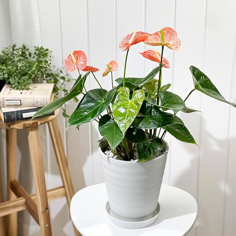 【現品】アンスリューム・ ビタルフォリアム　7号　G3番 アンスリウム ビッタリフォリウム 7号吊り鉢｜芳樹園オンラインショップ