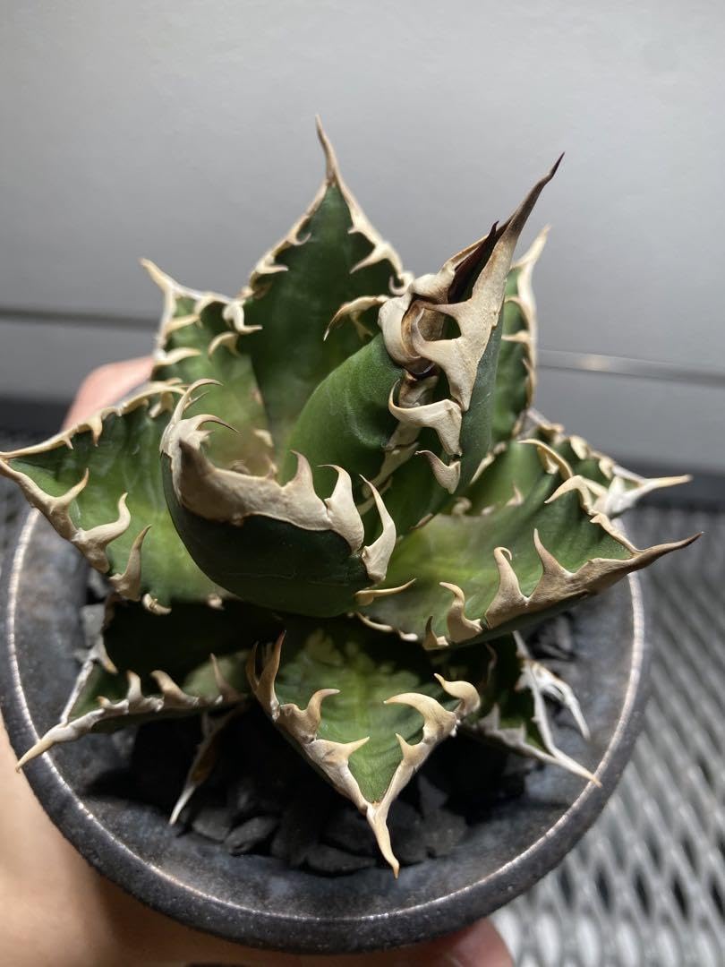 Special Red Cat Weezle Agave Titanota with Pot : Amazon.ca: Patio