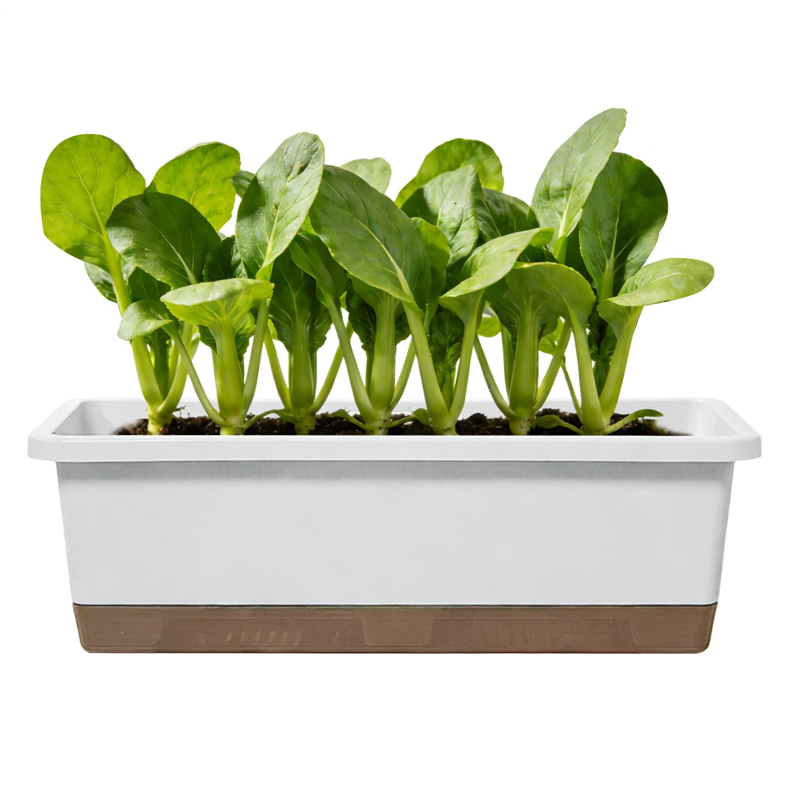 Self Watering Pots for Indoor Plants | Cuttings | with Base, Drainage Hole and Absorbent Rope in Self Watering Flower Pots - for Garden, Living Room, Bedroom, Indoor, Balcony,