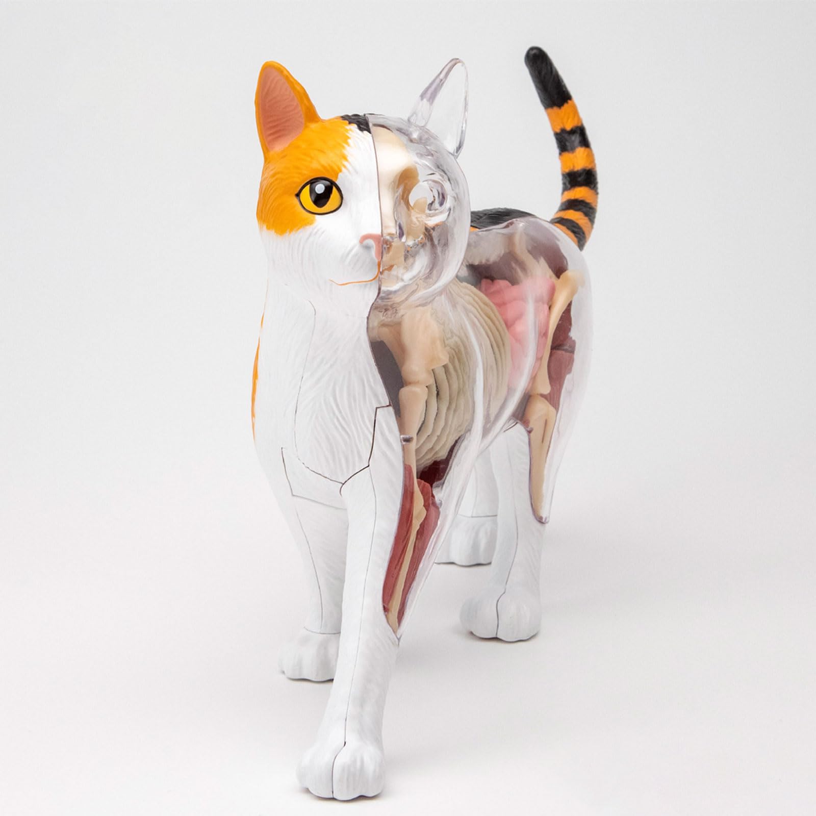 Amazon.co.jp: 4D猫の解剖学の模型のキット、取り外し可能な28の部品