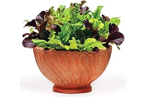 1000+ Baby Lettuce Mix: A Garden Packed With Flavor