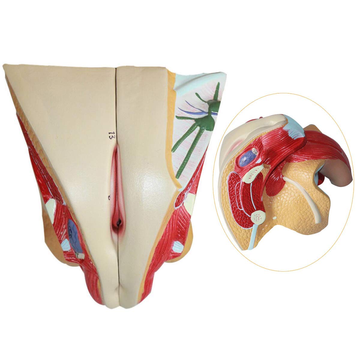 Female Reproductive System Model Pvc Material Human Organ Model Human |  Desertcart Seychelles, image size:1200x1200