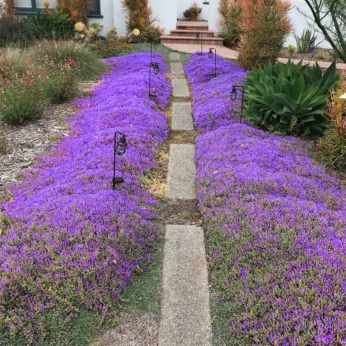 2000+ Purple Wild Creeping Thyme Seeds For Planting Dwarf Ground Cover Plants Thymus Serpyllum Heirloom & Open Pollinated High Germination Rate Easy To Plant #TOP3